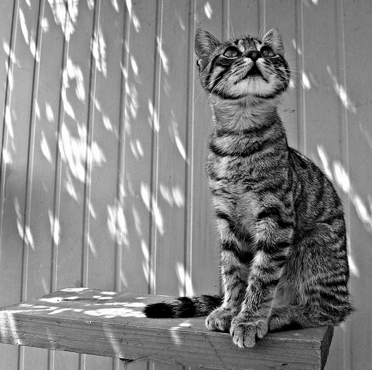 Cat on a sunning shelf