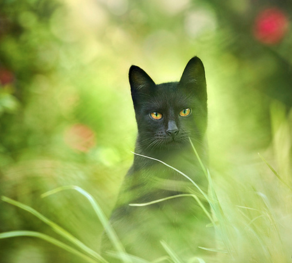 Cat in the garden