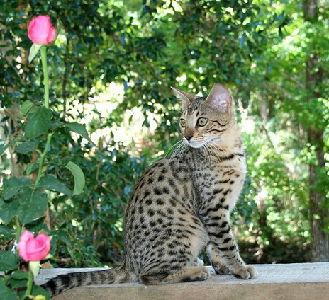 Cat on a shelf